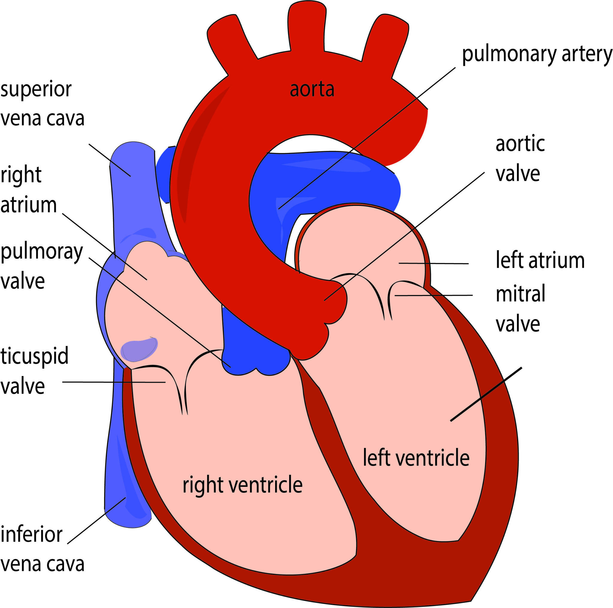 On Heart Kardiohirurgija rs